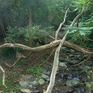 Fishing cats exhibit
