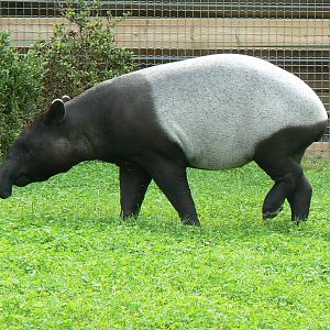 Asian plain exhibit - Malayan tapirs exhibit