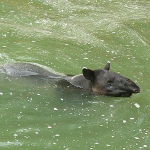 Asian plain exhibit - Malayan tapirs exhibit