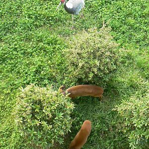 Asian plain exhibit - Malayan tapirs exhibit