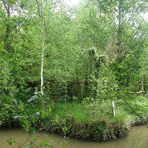 Tamarins and marmosets island