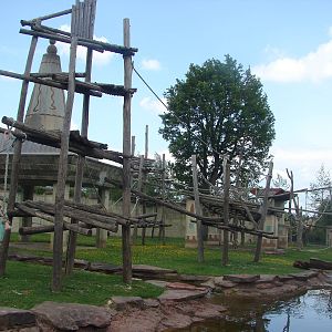 Orangutans, gibbons and otters island
