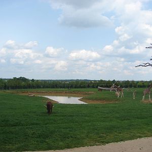 First african savannah