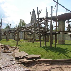 Orangutans, gibbons and otters island