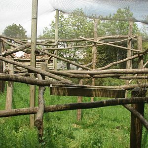 Javan langurs exhibit