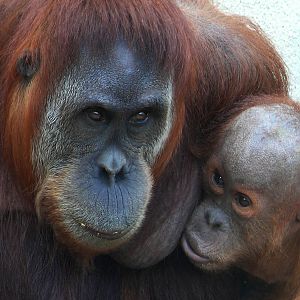 Sumatran orangutans (Pongo abelii)