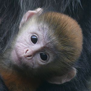 Young Javan langur (Trachypithecus auratus)
