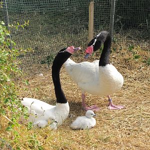 Black Neeked swan Family