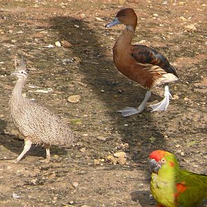 South american giant aviary