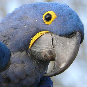 South american giant aviary