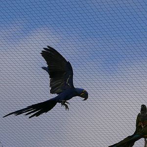 South american giant aviary