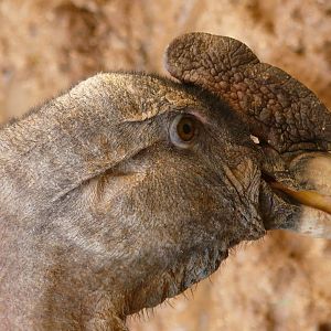 South american giant aviary