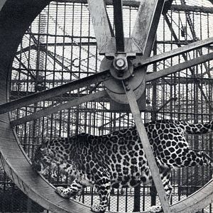 Leopard in a Rodent Wheel