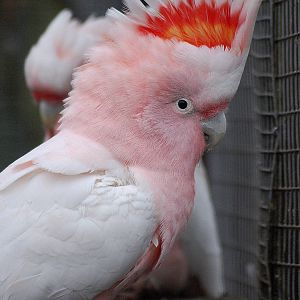 Major Mitchell's Cockatoo