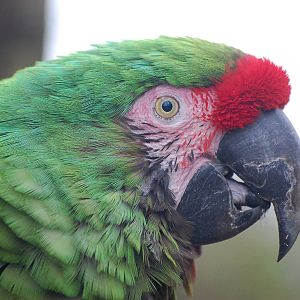 Military Macaw