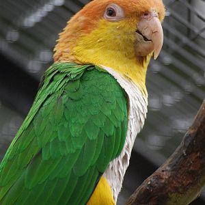 White-bellied Caique