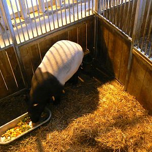 Asian plain exhibit - Tapirs and rhinos house