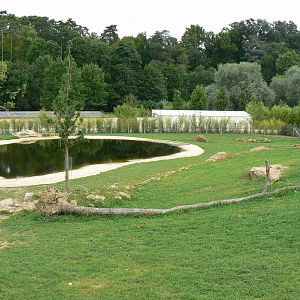 Asian plain exhibit - First indian rhinos exhibit