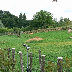 Asian plain exhibit - First indian rhinos exhibit