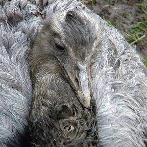 Common Rhea at Chester Zoo 19th February 2011