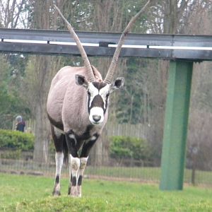 Gemsbok at Chester zoo 19th february 2011