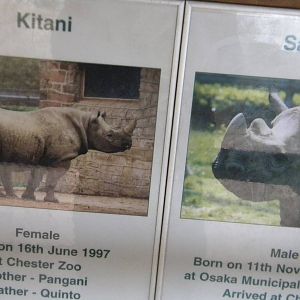 Black Rhino information at Chester Zoo 19th february 2011