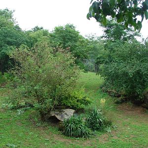 African lions exhibit