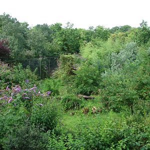 Sumatran Tigers exhibit