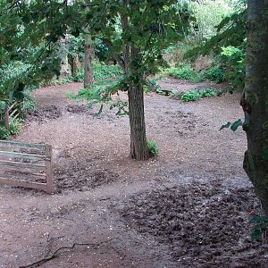 Pygmy hippopotamus exhibit