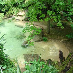 Pygmy hippopotamus exhibit