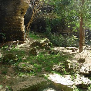 Snow leopards exhibit