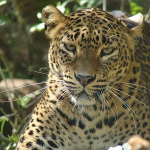 Sri Lankan leopard (Panthera pardus kotiya)