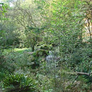 Sri Lankan leopards exhibit