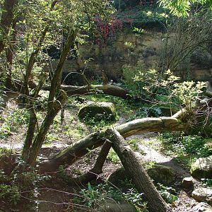 Persian leopards exhibit