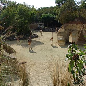 Zebras and Kordofan's Giraffes exhibit