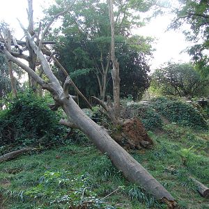 Spectacled bears exhibit
