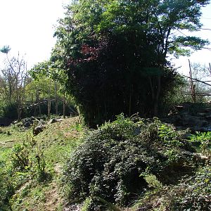 Spectacled bears exhibit