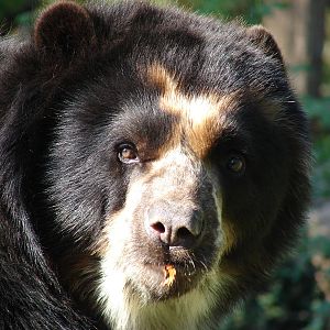 Spectacled bear (Tremarctos ornatus)