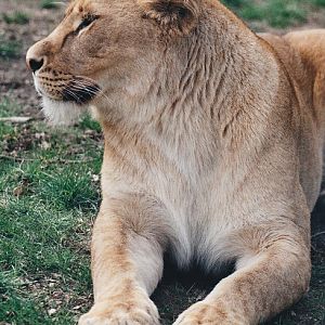 lion relaxing