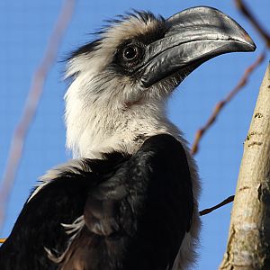 Von Der Deckens Hornbill at Chester