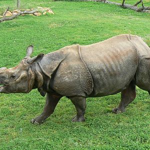 Asian plain exhibit - Indian rhinos exhibit
