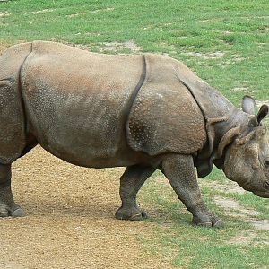 Asian plain exhibit - Indian rhinos exhibit