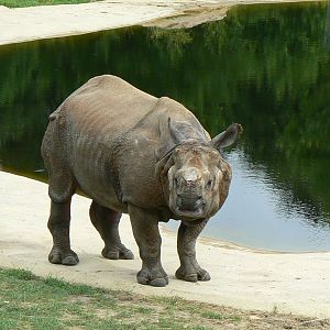 Asian plain exhibit - Indian rhinos exhibit