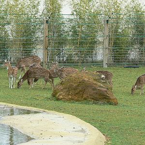Asian plain exhibit - Indian rhinos exhibit