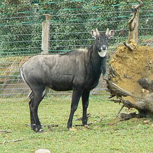 Asian plain exhibit - Indian rhinos exhibit