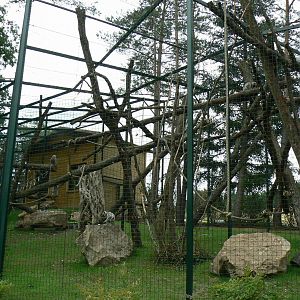 Asian plain exhibit - Grey langurs exhibit