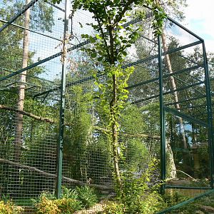 Asian plain exhibit - Fishing cats exhibit