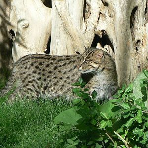 Asian plain exhibit - Fishing cats exhibit
