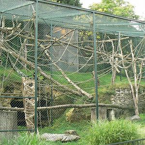 Javan langurs enclosure