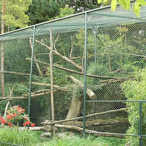 Clouded leopards exhibit